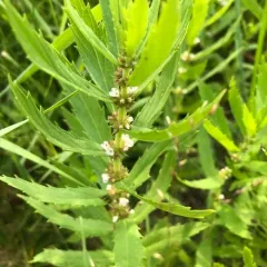 Rough Bugleweed thumbnail 1