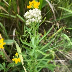 Siberian Yarrow thumbnail 3