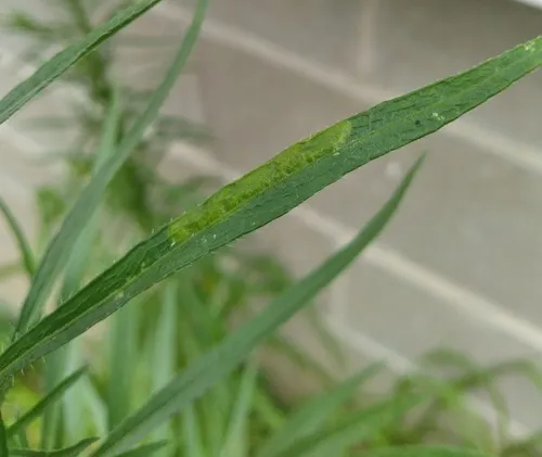 Parectopa plantaginisella