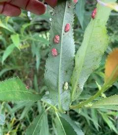 Willow Redgall Sawfly thumbnail 2