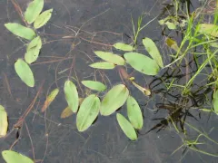 Oakes' Pondweed thumbnail 2