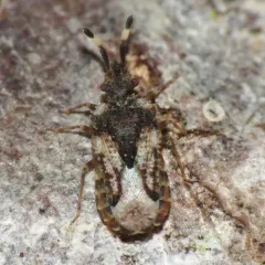 Aradus depictus thumbnail 2