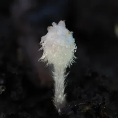 Coprinopsis stercorea thumbnail 1