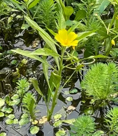 water primrose thumbnail 3