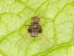Chrysopilus basilaris thumbnail 2