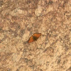 Arctic Fritillary thumbnail 4
