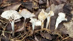 Trichoderma avellaneum thumbnail 3