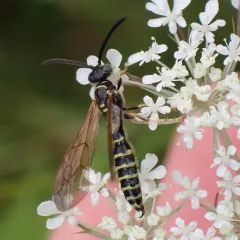 Five-banded Thynnid Wasp thumbnail 1