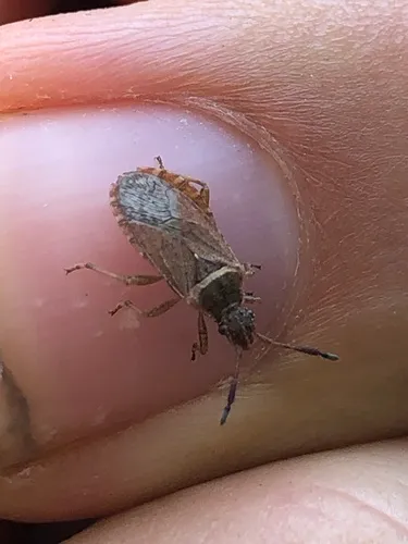 Ceraleptus pacificus