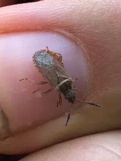 Ceraleptus pacificus thumbnail 1