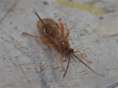 Theronia atalantae thumbnail 4