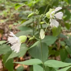 starry campion thumbnail 4