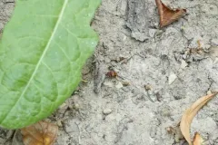 Panagaeus fasciatus thumbnail 3