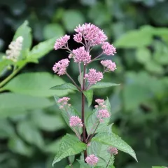 coastal plain Joe-Pye weed thumbnail 1