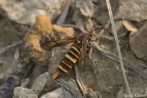 Gaura Borer Moth