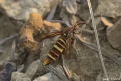 Gaura Borer Moth thumbnail 1