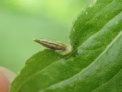 Rhopalomyia inquisitor thumbnail 2