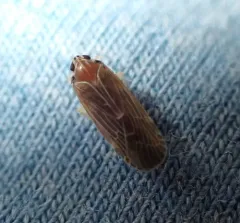 Synecdoche impunctata thumbnail 2