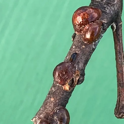 European Fruit Scale
