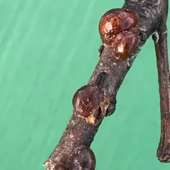 European Fruit Scale thumbnail 1