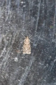Scoparia palloralis thumbnail 1