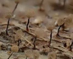 Cribraria argillacea thumbnail 2