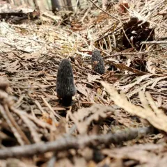 Gray Morel thumbnail 3
