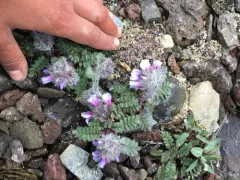 Alaska Jacob's-ladder thumbnail 2