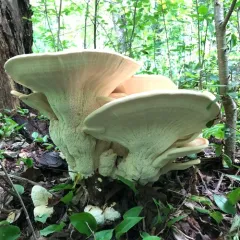 Berkeley's Polypore thumbnail 3