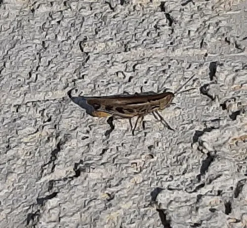 Striped Slant-faced Grasshopper