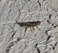 Striped Slant-faced Grasshopper thumbnail 1