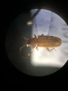 Uleiota debilis thumbnail 4