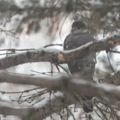 Sharp-shinned Hawk thumbnail 2