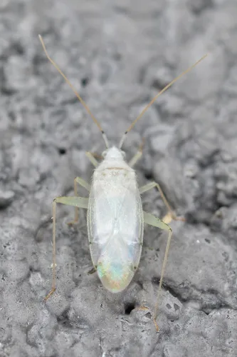 Reuteria bifurcata