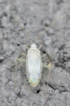 Reuteria bifurcata thumbnail 1