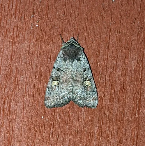 Adelphagrotis stellaris