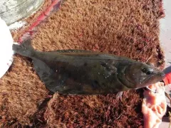 Arrowtooth Flounder thumbnail 2