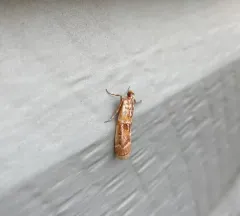 Ponderosa Pine Coneworm Moth thumbnail 3