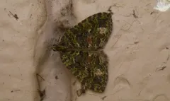 Hydriomena quinquefasciata thumbnail 2