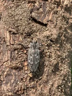 Sifting Metallic Wood-borer thumbnail 3