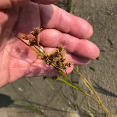smooth saw-grass thumbnail 2