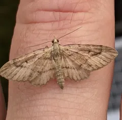 Eupithecia unicolor thumbnail 1