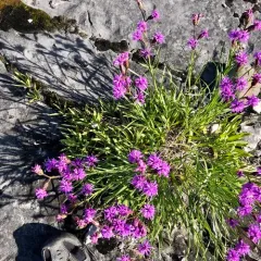 cylindrical blazing star thumbnail 4