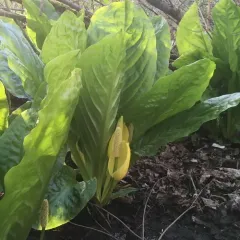 western skunk cabbage thumbnail 2