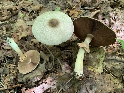 Agaricus leptocaulis