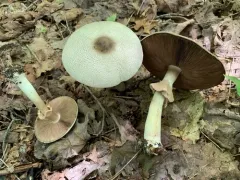 Agaricus leptocaulis thumbnail 1