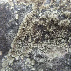 brown cobblestone lichen thumbnail 2