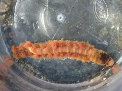 Pacific Lugworm thumbnail 2