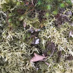 Red-stemmed Feather Moss thumbnail 2