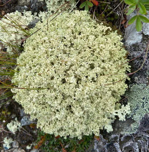 Curled snow lichen